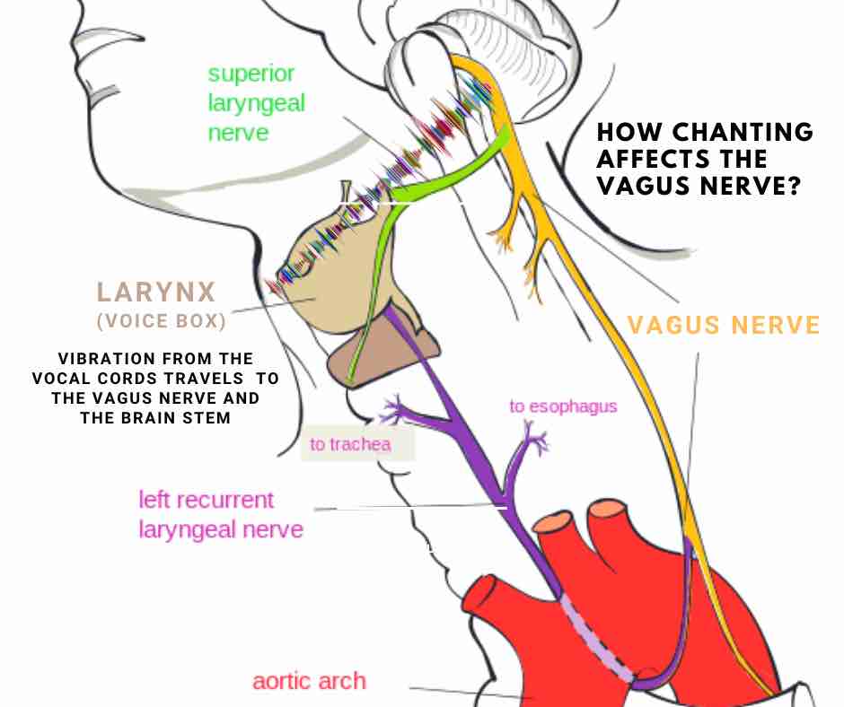 The Soma and Nature | The&nbsp;OM