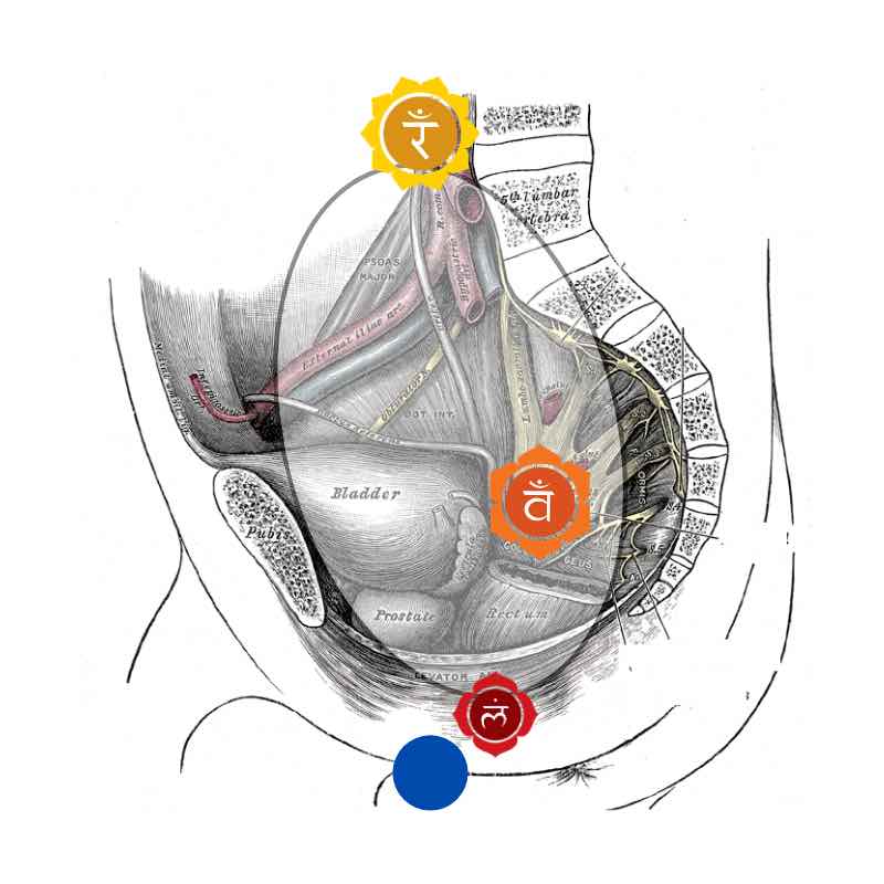 Siddhasana-kanda-nadi